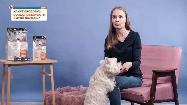 10 вопросов владельцу про вест-хайленд-уайт-терьера: характер, обучение и содержание ? смотреть онлайн