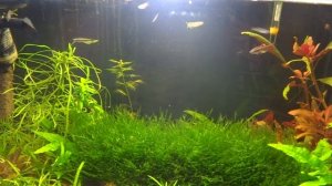 Сайдекс панацея_ Сайдекс, как СО2 в аквариуме.