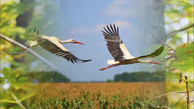 Улетают, улетели- Е. Благинина смотреть онлайн