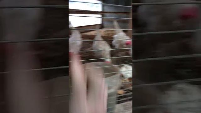 МОИ КУРЫ. короткое описание пород что есть у меня. смотреть онлайн