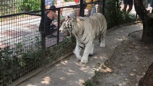 Много тигров в Тайгане, но этот особенный! A white tiger named Raja. Taigan