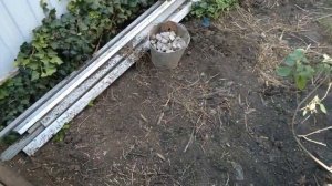 Посадка скумпии кожевенной. Из лесу домой.