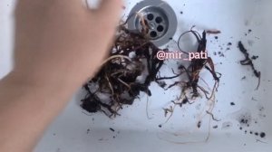 СПАСАЮ АНТУРИУМ! РЕАНИМАЦИЯ АНТУРИУМА!