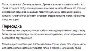 Алоказия Уход в домашних условиях за алоказией
