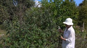 Будлея: обрезка для повторного цветения