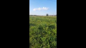 "Настоящая труженица" // отзыв владельца квадробукса Росомаха 500