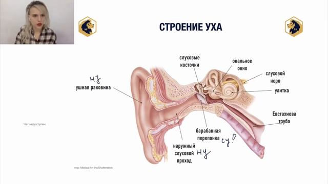 Строение уха и слухового анализатора смотреть онлайн