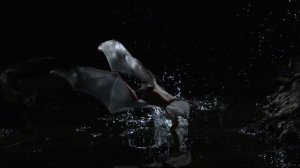 "Zоопарк": "Планета мутантов"