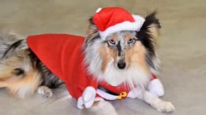 Christmas Songs - Background Music, Dogs, Music, Dog Videos, Navidad, Musica Relajante, Xmas, Perro