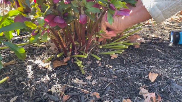 Gardening Flowers Spring Cleanup смотреть онлайн