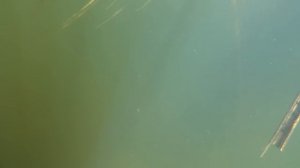 Куча Сазана в мутной воде. Подводная РЫБАЛКА на САЗАНА