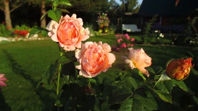 ✿➽ Роза Polka 2018 смотреть онлайн