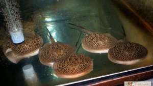 Скат — рыба которая бьет током! ????