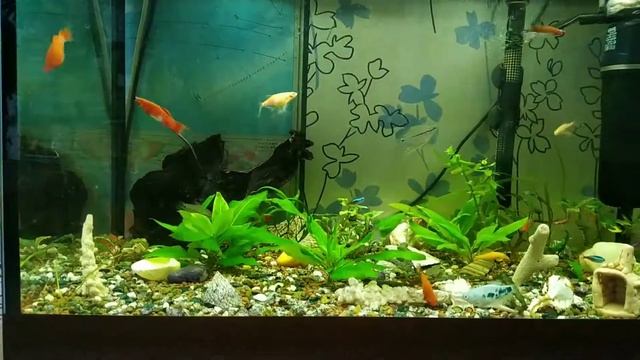 Самка меченосца превращается в самца! смотреть онлайн