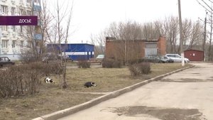 Как купить хаски, чтобы через полгода он не превратился в дворняжку