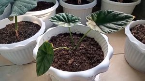 Tanaman Hias Alocasia Bisma