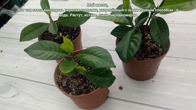 Гардения. Осеннее черенкование двумя способами. Результат