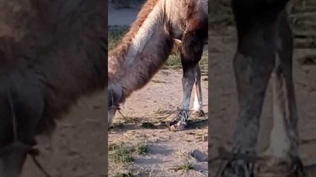 Двугорбый верблюд пасётся на пляже Иссык Куля смотреть онлайн