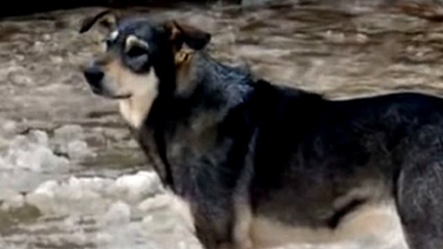 009 САБАКИ И ОТЛОВ смотреть онлайн