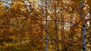 Клен ты мой опавший...