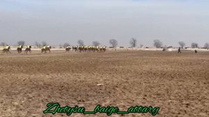 ТАЙ бәйге 2.4 км.  23.02.2023 жыл КЫРГЫЗСТАН Сокулук район Белек Ат чабыш