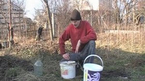 Удобрение Вытяжка из перегноя для полива рассады.