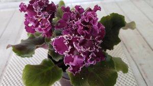 ЛФ -Фея огня