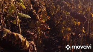 Охота на вяхиря с чучелами.