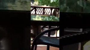 Обезьяны в отеле Koh Chang Cliff Beach Resort