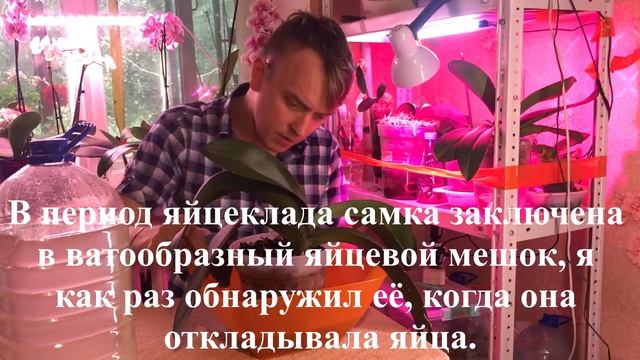 Обработка орхидей Актарой от мучнистых червей. Мочим гадов!!! смотреть онлайн