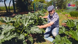 Обзор кабачка Кавили F1