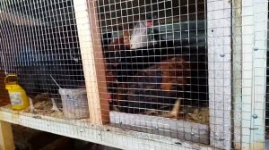 построили 2 х этажный сарай за 2 дня. для кур и свиней!