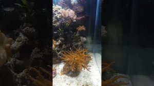 как запустить аквариум дома самостоятельно? морской аквариум- это просто и не дорого.