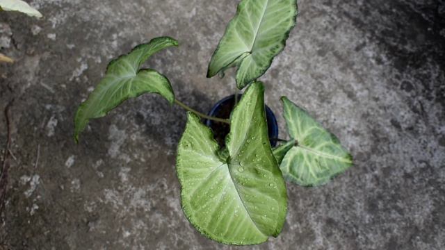 এদাল গছ আৰু ইয়াৰ আছে বহুত আচৰিত গুণ || syngonium white butterfly ||