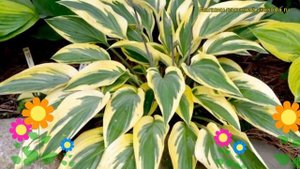 Хоста гибридная Лейксайд Драгонфлай. Краткий обзор, описание hosta hybrida Lakeside Dragonfly