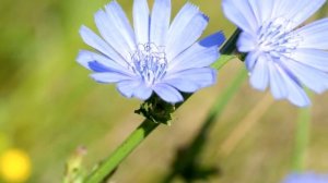 ЧИСЛА ФИБОНАЧЧИ. УДИВИТЕЛЬНАЯ ЗАКОНОМЕРНОСТЬ