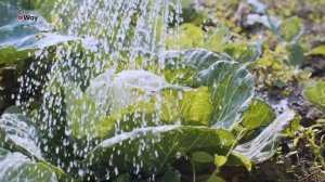 КАК ДОЛГО ХРАНИТЬ КАПУСТУ ЗИМОЙ?! С этими способами она всегда будет на вашем столе свежая!