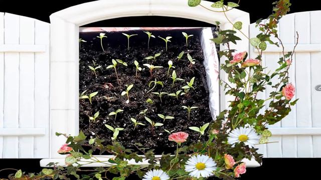 ВЕРБЕНА,ТАБАК,ЦЕЛОЗИЯ после пикировки смотреть онлайн