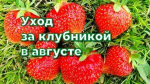 Что сделать с кустами клубники в августе.