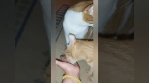 Что будет если дать коту валерьянку? Кот и валерьянка