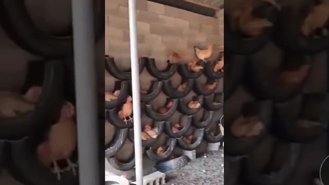 Кто взял на заметку, как обустроить курятник?