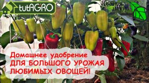 Подкормите так ПЕРЦЫ, ТОМАТЫ и ОГУРЦЫ и УРОЖАЙ БЕШЕНЫЙ! Готовим СУРИЦУ - ГЛАВНЫЙ СЕКРЕТ УРОЖАЯ!