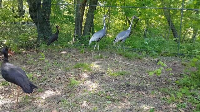 Даурские журавли и чёрные аисты в Приморском Сафари-парке 30 мая 2018 г. смотреть онлайн