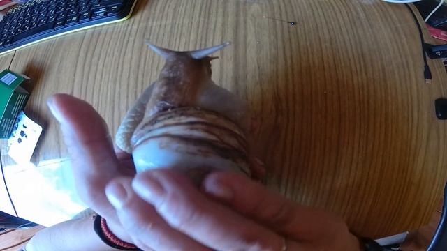 Продолжаю ухаживать за улиткой.  Мажем панцирь витаминами