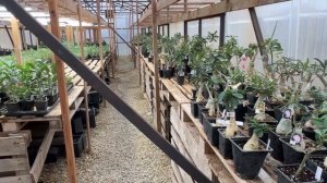 Корневой червец на адениуме. Как бороться.