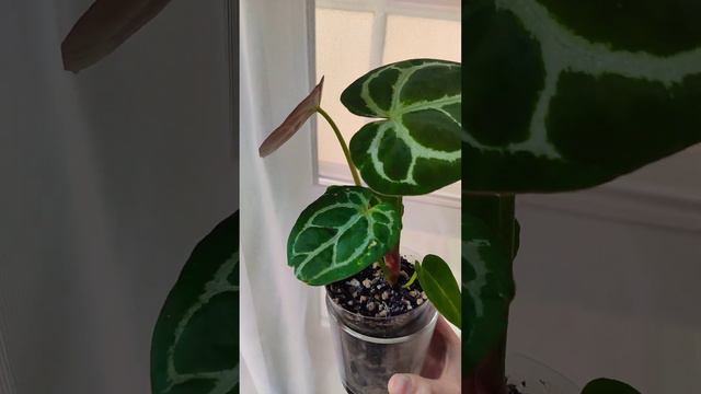 Новый лист у антуриума Сильвер Блаш☺ #антуриум #растения #комнатныерастения #plants смотреть онлайн