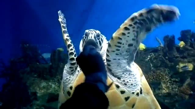 Очень голодная черепаха смотреть онлайн