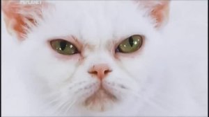 Американская жесткошерстная кошка