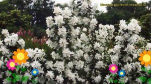 Чубушник венечный Комсомолец. Краткий обзор, описание philadelphus coronarius Komsomoletc