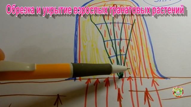 Обрезка и укрытие взрослых гранатовых растений